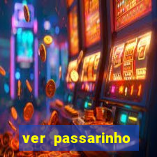 ver passarinho morto significado espiritual